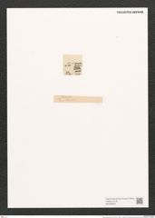 Navicula diversa Grev. (de-Toni-Nr.: Genus 1, Species 236) Zeichnungen Sammlung Grunow (NHMW-BOT-W0366922)